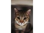 71970a HVAC - Pounce Cat Cafe Domestic Shorthair Adult Female