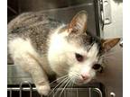 Ferb Domestic Shorthair Adult Male