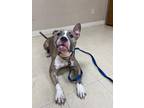 Spirit American Pit Bull Terrier Young Female