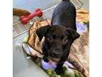 Adopt Grayson Alexander a English Pointer, Black Labrador Retriever