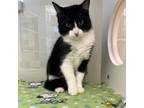 Adopt Muffin Man a Domestic Medium Hair