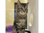 Adopt Luca a Domestic Short Hair