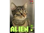 Alien Domestic Shorthair Adult Female