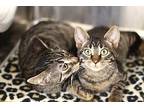 Norris Domestic Shorthair Kitten Male