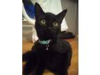 Binky Domestic Shorthair Kitten Male