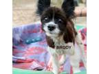 Adopt Brodie a Pomeranian, Mixed Breed