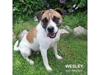 Adopt Wesley a Mixed Breed
