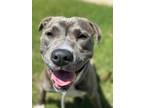 Adopt Saffron a Pit Bull Terrier, Mixed Breed