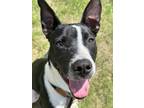 Adopt Smuckers a Border Collie, Mixed Breed