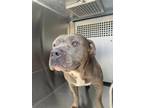Adopt Cooper a Pit Bull Terrier, Mixed Breed