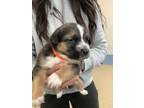 Adopt Chase a Australian Shepherd, Mixed Breed