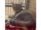 Zena - I AM AT PetSmart Framingham Domestic Shorthair Kitten Female