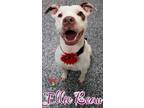 Ellie Bean American Pit Bull Terrier Young Female