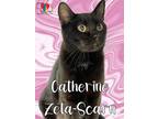 Catherine Zeta-Scarn Domestic Shorthair Adult Female
