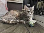 Aurora Domestic Shorthair Adult Female