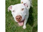 Adopt Pancho a Pit Bull Terrier, Mixed Breed