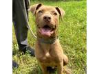 Adopt Stone a Mixed Breed