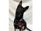 Adopt Texas a German Shepherd Dog