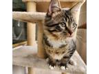 Adopt Atlas a Domestic Medium Hair