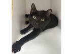 Boo Domestic Shorthair Young Female