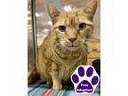 Adopt Jumper a Domestic Short Hair