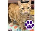 Adopt Scamper a Domestic Short Hair