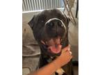 Adopt GRAYSON a Shar-Pei, American Staffordshire Terrier