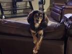 Adopt Noodle a Dachshund