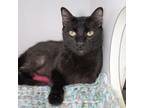 Adopt Cosmic Kitty a Domestic Short Hair