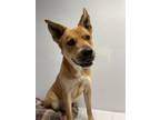 Adopt DAWSON a Carolina Dog, Mixed Breed