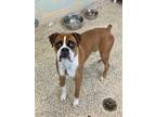 Adopt Shipton a Boxer