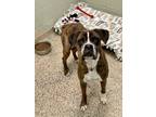 Adopt Percival VI a Boxer