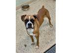 Adopt Yates a Boxer