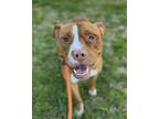 Adopt Pants Per Hire a Pit Bull Terrier