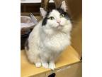 Adopt Pepper Declawed a Maine Coon