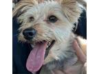 Adopt Lucky a Yorkshire Terrier