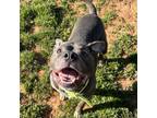Adopt Fred Astaire a Pit Bull Terrier