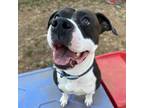 Adopt Chester a American Staffordshire Terrier