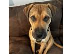 Adopt Theo a Mastiff