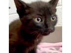 Adopt Xray a Domestic Short Hair