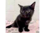 Adopt Tango a Domestic Short Hair