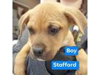 Adopt Stanford a Labrador Retriever, Terrier