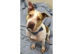 Adopt Toby *Sponsored Adoption a Pit Bull Terrier