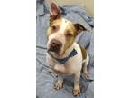 Adopt Toby a Pit Bull Terrier