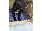 Adopt Elwood a Black Labrador Retriever, Beagle