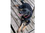 Adopt Griz a Rottweiler, Shepherd