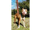 Adopt Lenny a Pit Bull Terrier