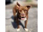 Adopt Mista (in foster) a Mixed Breed