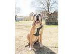 Adopt Bruno (in foster) a Mastiff