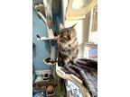 Adopt Sampson a Domestic Long Hair